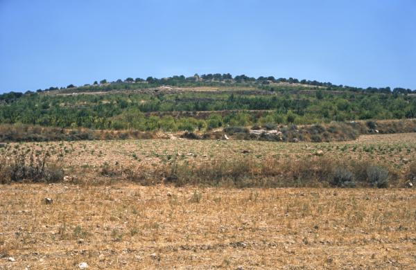 Sebaste. Samarias bjerg (443 m, 90 m over. terræn) fra syd. Ca. 13 km nordvest for Nablus.