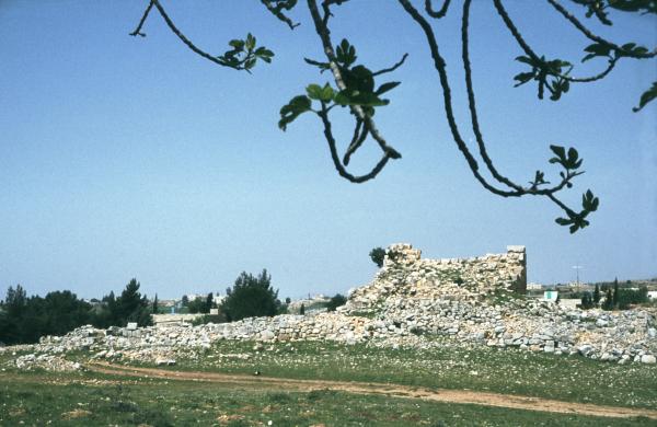 Betel. Burj Bettin. Ruin fra korsfarer tiden. Nyudsprunget figentræ i forgrunden. I Baggrunden landsbyen Beitin, som forhindrer nøjere udgravning af det bibelske Betel.